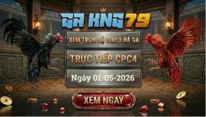Xem Full Clip Đá Gà CPC4 Ngày 01/05/2026
